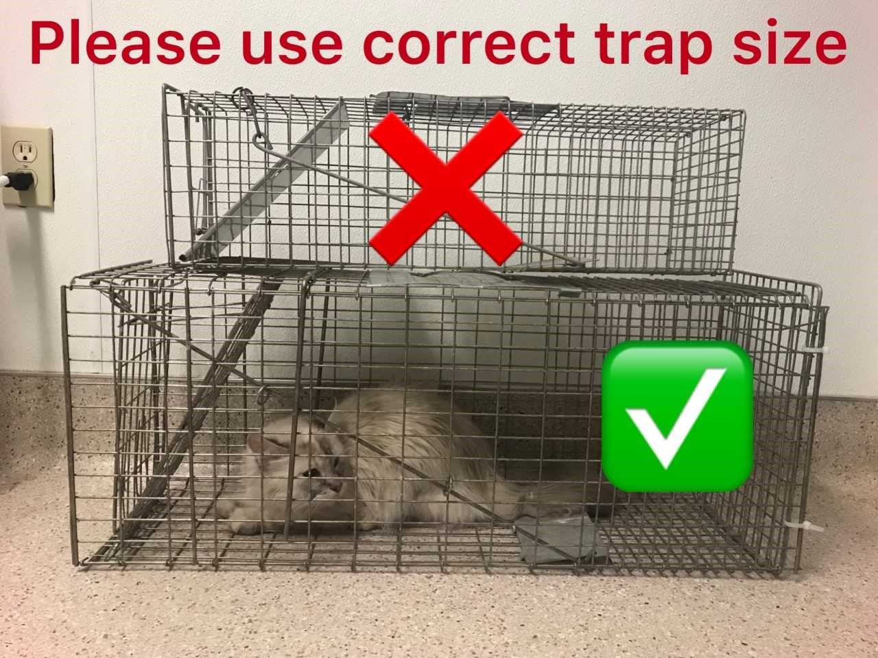 Incorrect Cat Trap Size