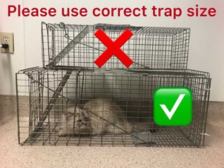 Best Cat Traps - Trap and Return